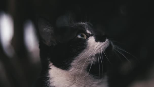 Extreme Close Van Een Kat Kijken Bomen — Stockvideo