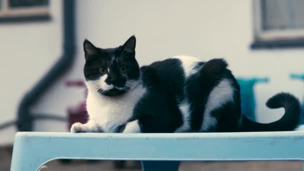 Wachsame Katze Sitzt Draußen Auf Blauem Tisch — Stockvideo