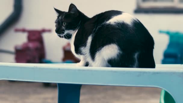 Katze Und Hund Spielen Katze Sitzt Auf Einem Blauen Tisch — Stockvideo