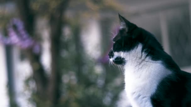 Закрыть Глаза Кота Сидящего Снаружи Слушающего — стоковое видео
