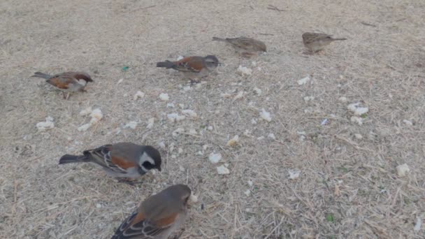 Zwaluwen Eten Brood Uit Het Gras Tijdens Winter — Stockvideo