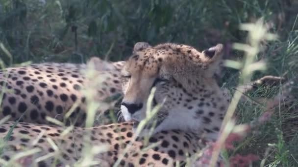 Cheetah Descansando Alguna Hierba Alta Bajo Sombra Árbol — Vídeo de stock