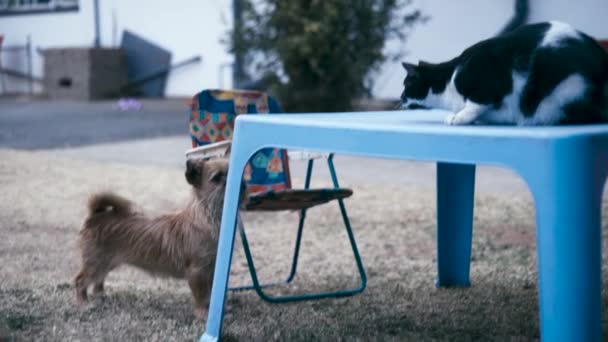 Kedi Köpek Dışarıda Birbirini Kovalıyor — Stok video