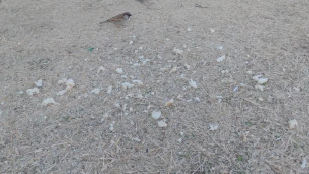 Vögel Fressen Winter Brot Aus Dem Trockenen Gras — Stockvideo