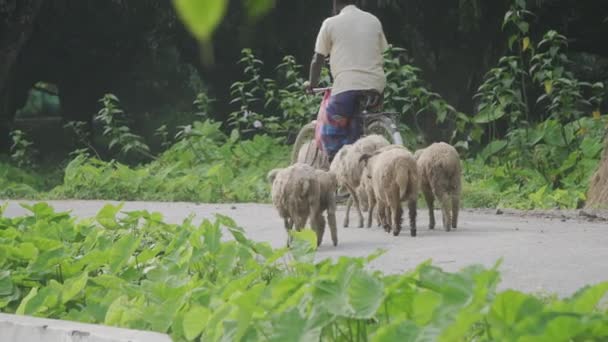 Stádo Ovcí Kráčí Mezi Vesnickými Silnicemi Přírodní Svěží Prostředí — Stock video
