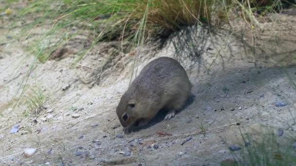 Schattige Grondeekhoorn Die Duingras Eet Wildernis Tijdens Zonnige Dag Close — Stockvideo