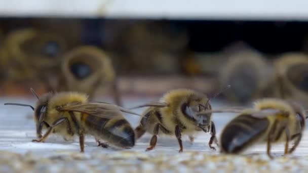 Super Macro Tiro Mostrando Enjambre Abejas Colmena Colmena Trabajando Juntos — Vídeos de Stock