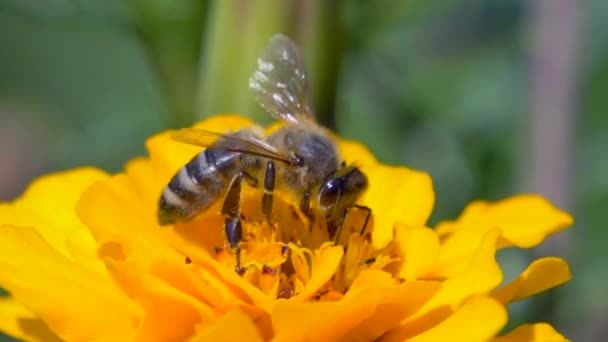 Fenséges méh sárga virág gyűjtése pollen a napsütéses napon, makró
