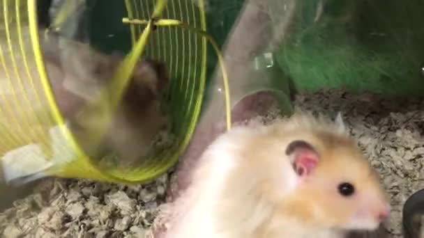 Ratón Divertido Rueda Una Jaula Dentro Tienda Petsmart Con Resolución — Vídeos de Stock