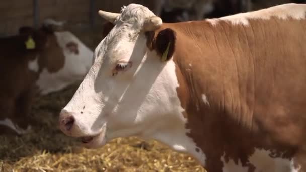 Vista Cercana Una Vaca Refugio Masticando Algo — Vídeos de Stock