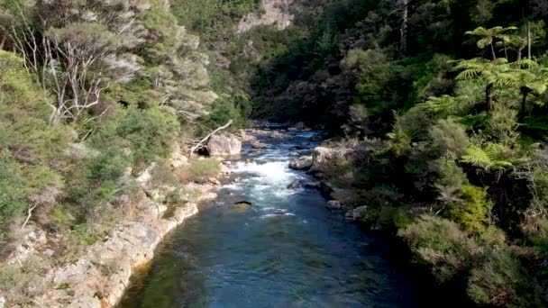 Beobachten Sie Den Fluss Ohinemuri Inmitten Der Neuseeländischen Fauna Pflanzen — Stockvideo