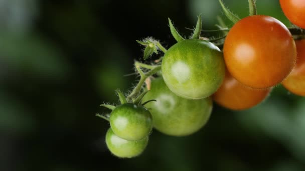 Zelená a červená cherry rajčata visí na rajčatovém keři a jemně se pohybují ve větru. Takto funguje udržitelné pěstování zeleniny doma na balkóně. Jemný zoom na rajčata.