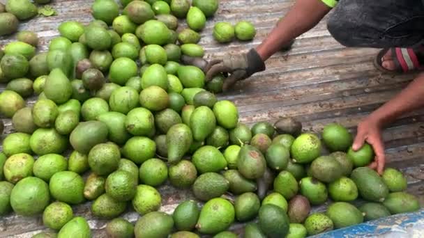 Fruto Trabalhador Está Empurrando Abacate Fruta Para Descarregá Los Carro — Vídeo de Stock