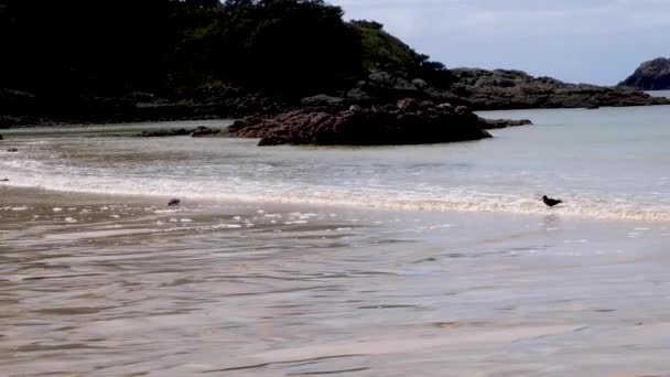 Pár Rodilých Oystercatcher Červenokilních Ptáků Kráčí Brodí Krmí Pláži Ohromující — Stock video