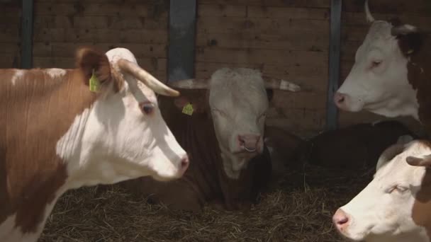 Εκτρέφει Ταύρους Τις Αγελάδες Του — Αρχείο Βίντεο