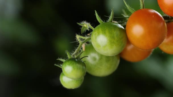 Los Tomates Cherry Verdes Rojos Cuelgan Arbusto Tomate Mueven Suavemente — Vídeos de Stock