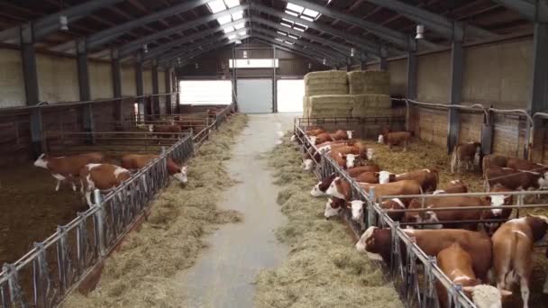 Quelques Vaches Dans Abri Haut Drone Shot — Video