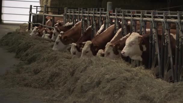 Varias Vacas Comiendo Heno Establo — Vídeo de stock