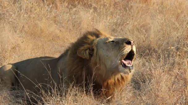 より大きなクルーガー国立公園 南アフリカのアフリカのサバンナで大きな雄ライオンが轟音を立てる — ストック動画