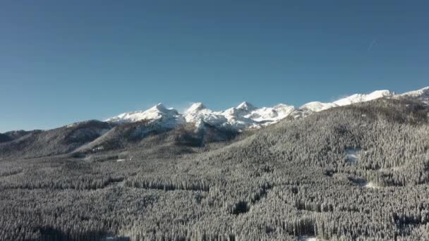 Pokljuka País Las Maravillas Invernales Bosque Alpino Cubierto Nieve Alpes — Vídeo de stock