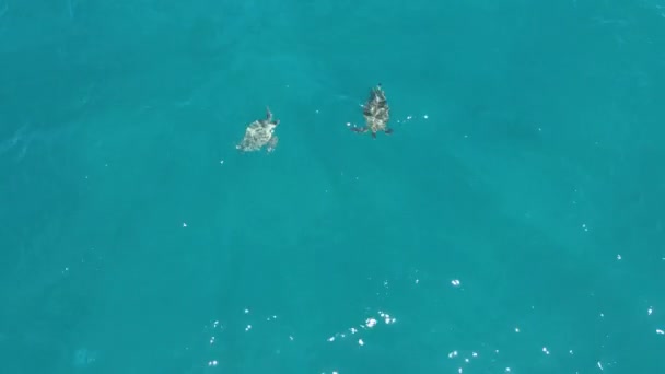 Lucht Naar Beneden Schot Tonen Paar Zeeschildpadden Zwemmen Heldere Oceaan — Stockvideo