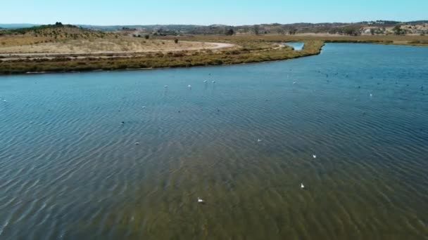 Voo Aéreo Sobre Grupo Flamingos Descansando Lago Águas Rasas Durante — Vídeo de Stock