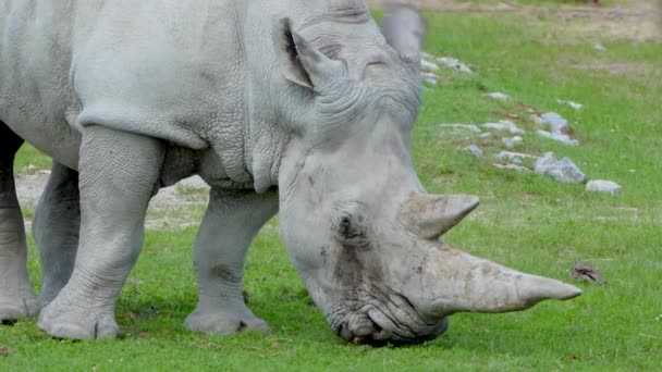 Gros Plan Sur Rhinocéros Blanc Rhinocéros Lèvres Carrées Broutant Dans — Video