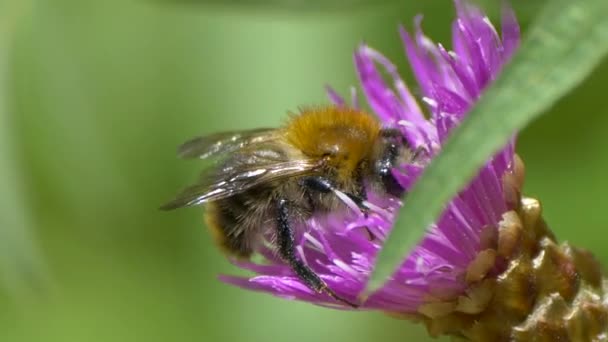 Majestic bumblebee in flower collecting nectar pollen,macro shot