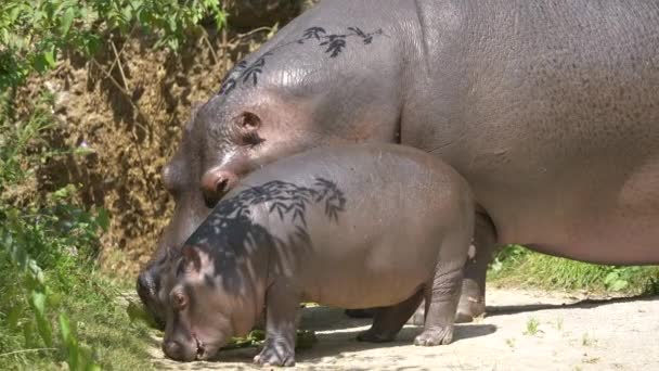 Jeune Hippopotame Nouveau Adulte Broutant Des Hippopotames Plein Soleil Gros — Video