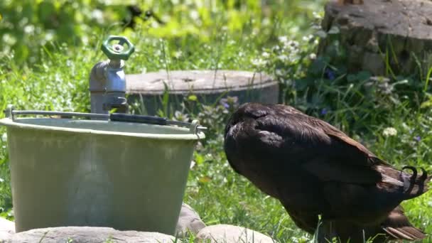 Wild Ducks Eating Drinking Bucket Farm Sunny Day Outdoors Close — Stock Video