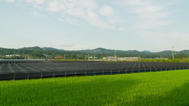 Ladang Ginseng Ladang Beras Hijau Muda Geumsan Provinsi Chungcheong Korea — Stok Video