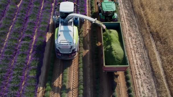 Lavendelinnhøsting Sett Fra Luften – stockvideo