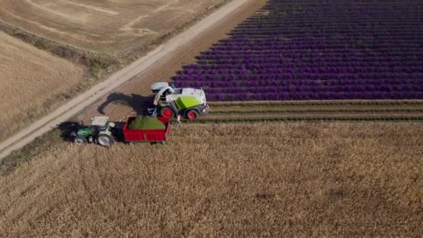 Cosecha Lavanda Vista Desde Aire — Vídeos de Stock