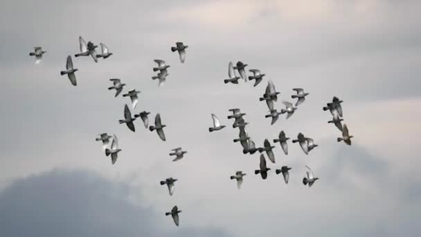 Vista Cámara Lenta Muchas Palomas Deslizándose Cielo Nublado Buscando Comida — Vídeos de Stock