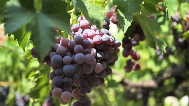 Cépages Sur Vigne Vignoble Cave Fermer Coulissante Tournante Coup Raisin — Video