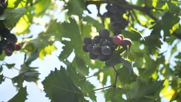 Σταφύλια Στο Αμπέλι Αμπελώνα Οινοποιείο Κοντά Συρόμενη Περιστρεφόμενη Βολή Κόκκινων — Αρχείο Βίντεο