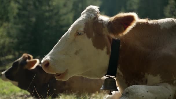 Zbliżenie Głowa Krowy Leżącej Trawie Zaniepokojony Przez Muchy Owady — Wideo stockowe