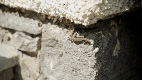 Taş Duvarın Kenarındaki Kertenkele Aşağı Doğru Koşar — Stok video