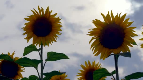 Gul Blommande Solrosor Framför Blå Himmel Med Moln Sommaren Landsbygdsområde — Stockvideo