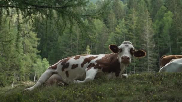 在意大利北部的阿尔卑斯山上 一头奶牛躺在草地上 身后是森林 — 图库视频影像