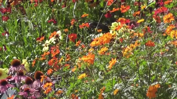 Jardín Con Flores Colores Flor Jardín Fondo — Vídeos de Stock