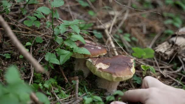 Closeup Man Hand Picking Two Beautiful Organic Porcini Mushroom Ground — Stock Video