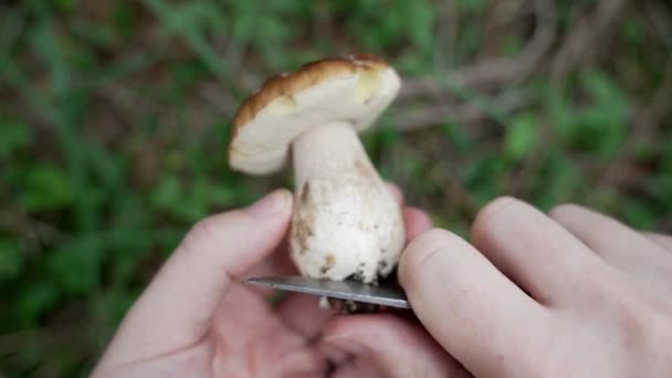 Čerstvé Porcini Boletus Edulis Čištění Špíny Nožem Lese Sklizni Zelené — Stock video