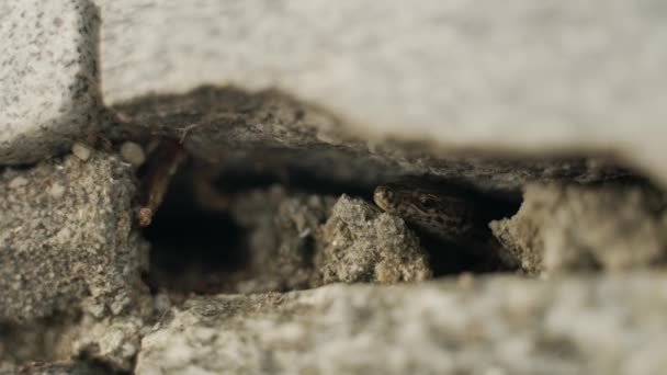 Lézard Refroidit Sous Une Roche Dans Petit Trou Sur Mur — Video