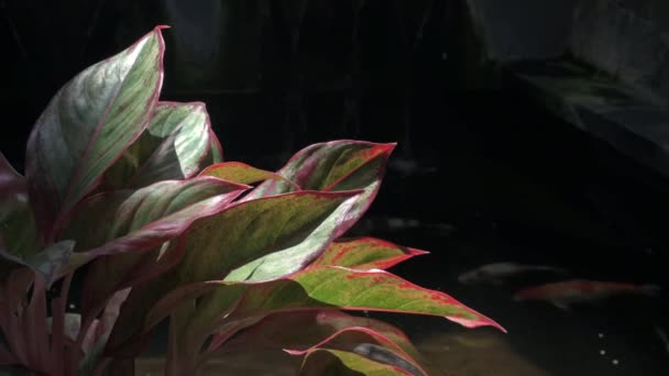 Aglaonema leaf plant close up view with dark and koi fish pond background
