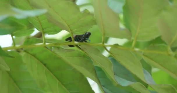 Lanterna Maculata Sui Rami Degli Alberi — Video Stock