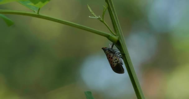 Benekli Lanternfly Ağaç Dallarında — Stok video