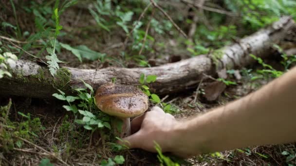 Zbliżenie Człowieka Ręka Zbierając Piękny Organiczny Grzyb Porcini Ziemi Lesie — Wideo stockowe
