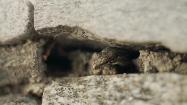 Una Lucertola Sta Mangiando Una Formica Sotto Una Pietra — Video Stock
