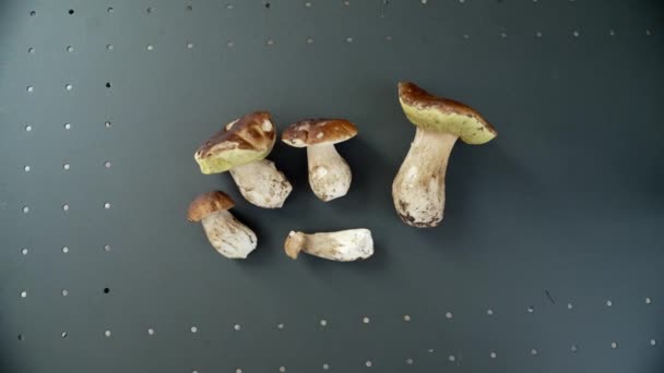 波西尼蘑菇在一张黑色桌子上收获 Boletus Edilus 关门了 — 图库视频影像